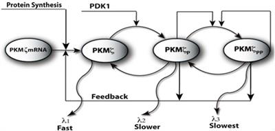 Maintenance of PKMζ-modulated synaptic efficacies despite protein turnover
